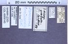 Etiketten zu Danosoma brevicornis (LeConte, 1853) (NHMW-ZOO-COL-0008143)